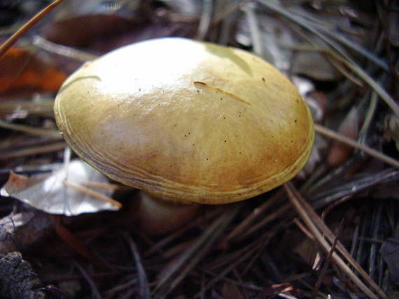 masliak smrekovcový Suillus grevillei (Klotzsch) Singer