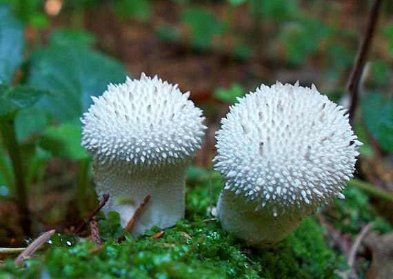 prášnica bradavičnatá Lycoperdon perlatum Pers.