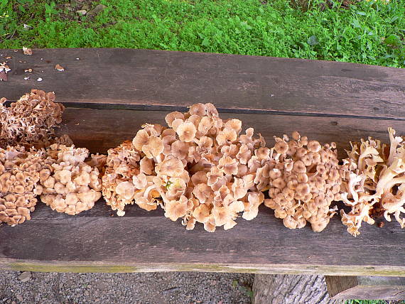 trúdnik klobúčkatý Polyporus umbellatus (Pers.) Fr.