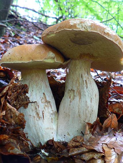 hríb smrekový Boletus edulis Bull.