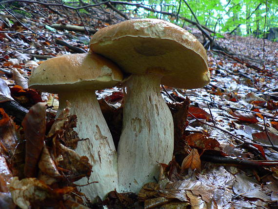 hríb smrekový Boletus edulis Bull.