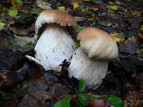 hríb smrekový Boletus edulis Bull.