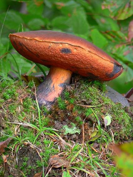 hríb zrnitohlúbikový Sutorius luridiformis (Rostk.) G. Wu & Zhu L. Yang