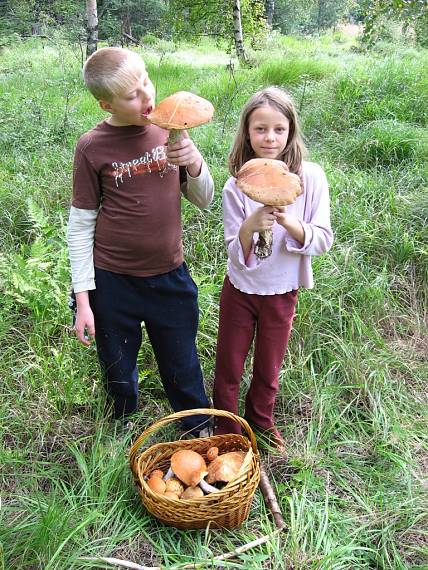 kozák smrekový Leccinum piceinum