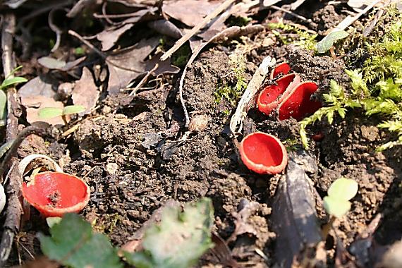 ohnivec šarlátový Sarcoscypha coccinea (Gray) Boud.