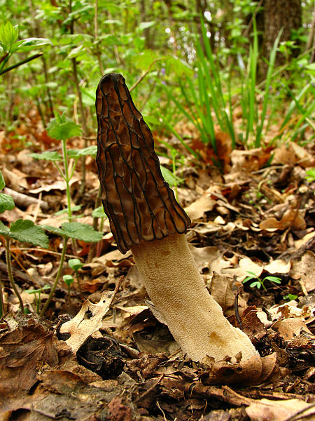 smrcok Morchella sp.