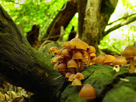 prilbička Mycena sp.