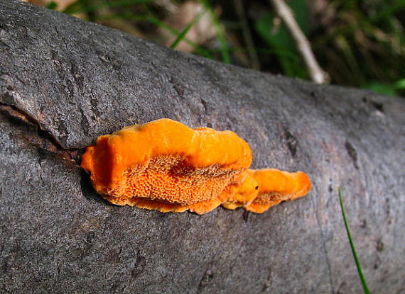 červenica rumelková Pycnoporus cinnabarinus (Jacq.) P. Karst.