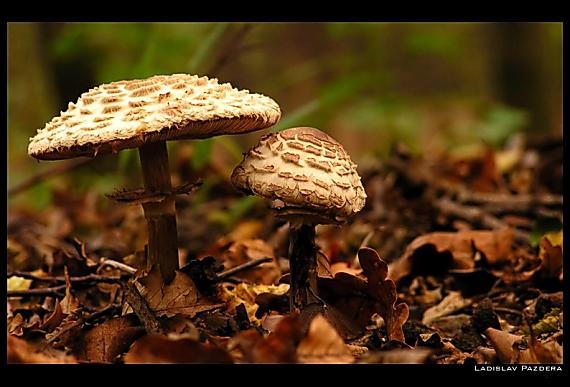 bedľa Macrolepiota sp.