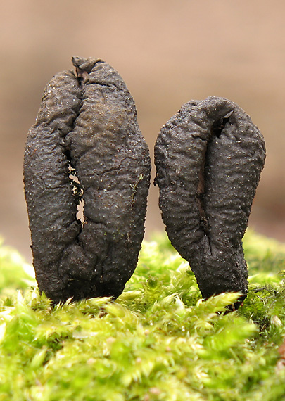 drevnatec kyjakovitý Xylaria polymorpha (Pers.) Grev.