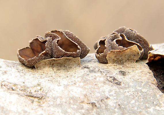 dutinovka lužná Sclerencoelia fascicularis (Alb. & Schwein.) P. Karst.