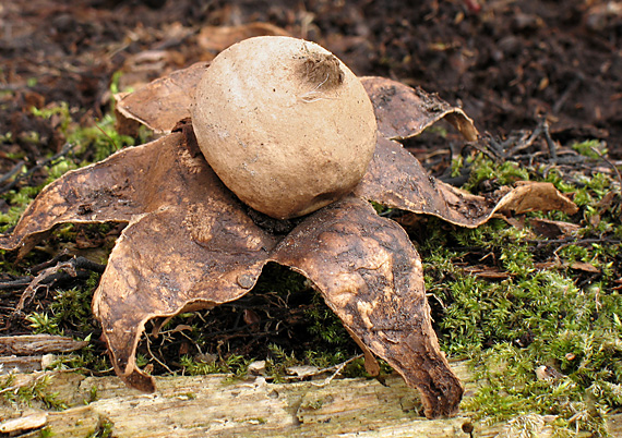 hviezdovka trojitá Geastrum triplex Jungh.