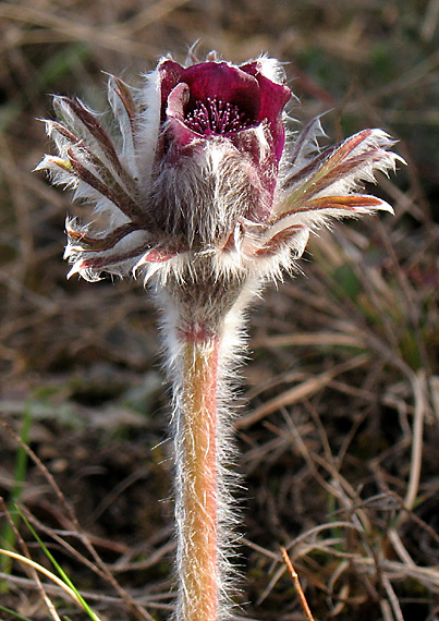 poniklec lúčny černastý Pulsatilla pratensis subsp. bohemica Skalický