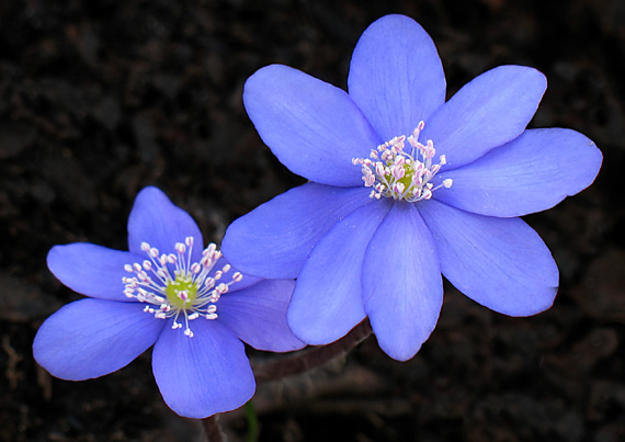 pečeňovník trojlaločný Hepatica nobilis Schreb.