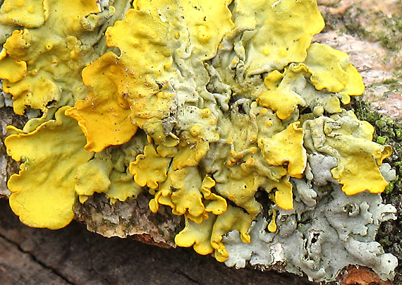 diskovník múrový Xanthoria parietina var. parietina