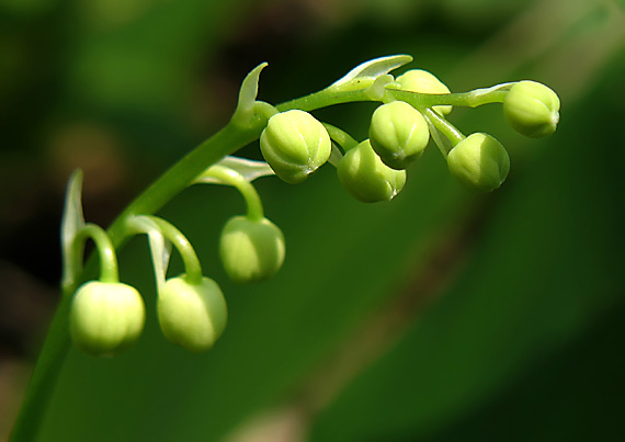 konvalinka voňavá Convallaria majalis L.