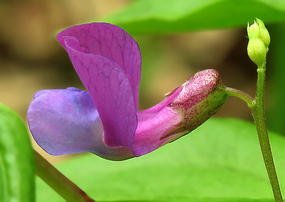 hrachor jarný Lathyrus vernus (L.) Bernh.