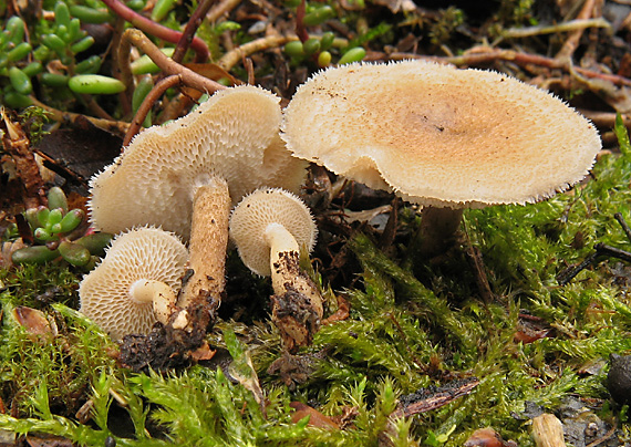 trúdnik plástovitý Lentinus arcularius (Batsch) Zmitr.