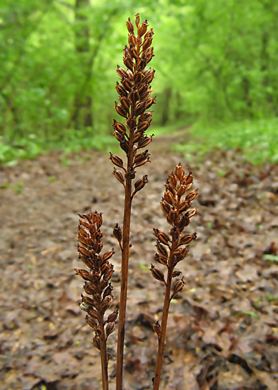 hniezdovka hlístová, orchidea, minuloročná....