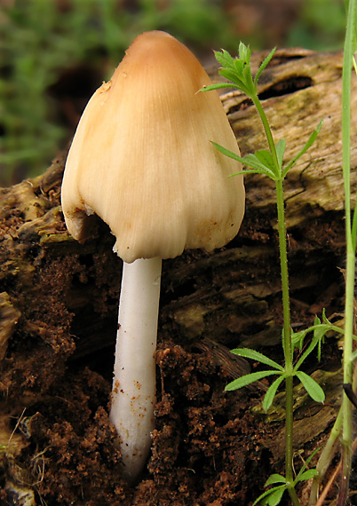 hnojník okrový Coprinellus domesticus (Bolton) Vilgalys, Hopple & Jacq. Johnson