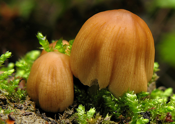 hnojník ligotavý Coprinellus micaceus (Bull.) Vilgalys, Hopple & Jacq. Johnson