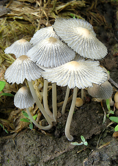 hnojník dvojvýtrusný Coprinellus bisporus (J.E. Lange) Vilgalys, Hopple & Jacq. Johnson