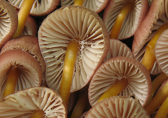 prilbička žltohlúbiková Mycena renati Quél.