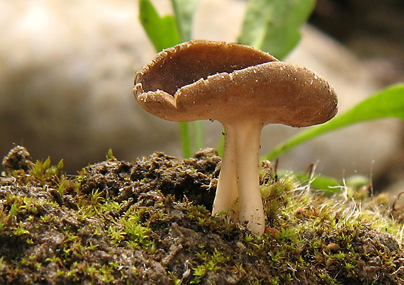 chriapač tmavý Helvella solitaria P. Karst.