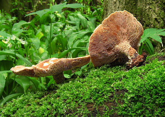 húževnatec pohárovitý Neolentinus schaefferi Redhead & Ginns