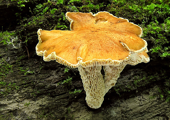 húževnatec pohárovitý Neolentinus schaefferi Redhead & Ginns