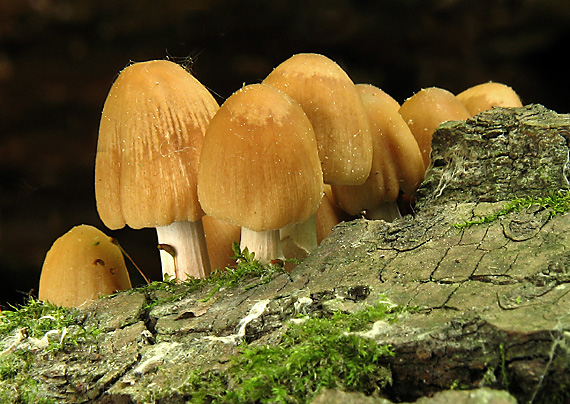 hnojník ligotavý Coprinellus micaceus (Bull.) Vilgalys, Hopple & Jacq. Johnson