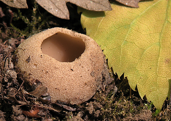 čiaška Peziza sp.