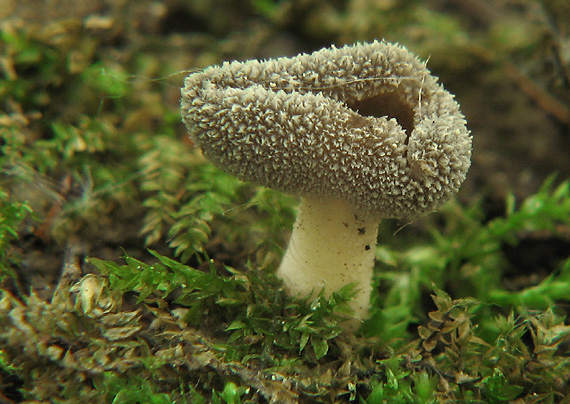 chriapač tmavý Helvella solitaria P. Karst.