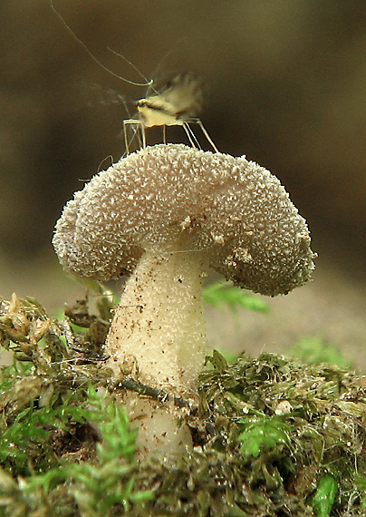 chriapač Helvella sp.