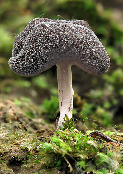 chriapač tmavý Helvella solitaria P. Karst.