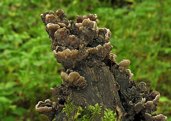 uchovka pásikavá Auricularia mesenterica (Dicks.) Pers.