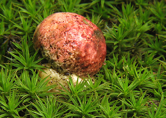 hríb kráľovský Butyriboletus regius (Krombh.) D. Arora & J.L. Frank