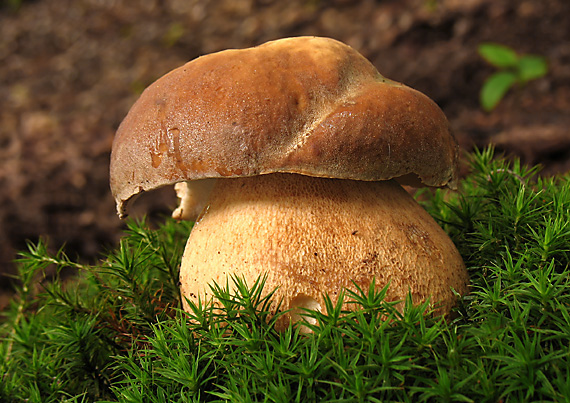 hríb dubový Boletus reticulatus Schaeff.