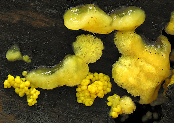 rohačka kríčkovitá Ceratiomyxa fruticulosa var. porioides