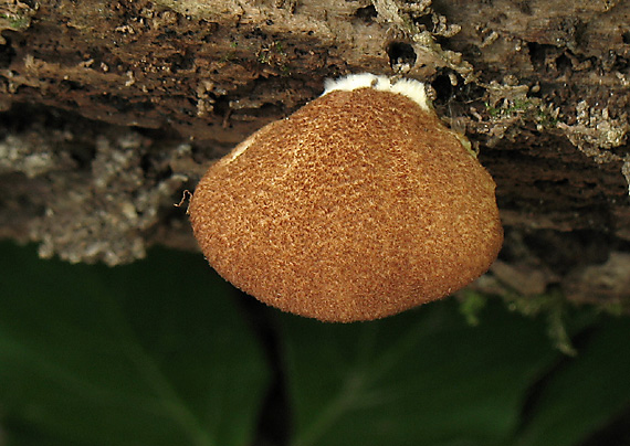 pahliva šafranová Crepidotus crocophyllus (Berk.) Sacc.