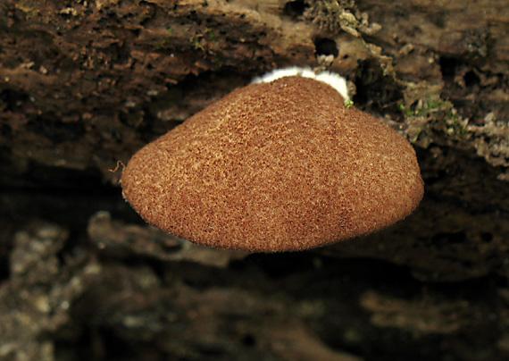 pahliva šafranová Crepidotus crocophyllus (Berk.) Sacc.