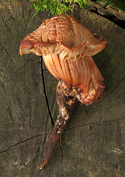 peniazovka vretenovitohlúbiková Gymnopus fusipes (Bull.) Gray