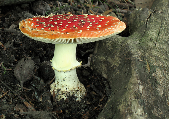 muchotrávka červená Amanita muscaria (L.) Lam.