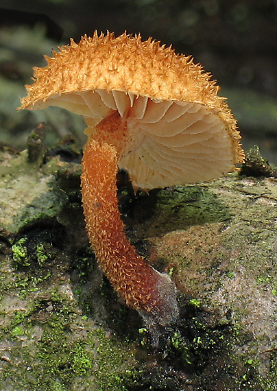 šupináčik obyčajný Phaeomarasmius erinaceus (Fr.) Scherff. ex Romagn.