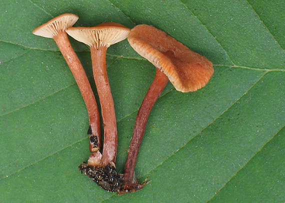 rýdzik machový Lactarius omphaliiformis Romagn.