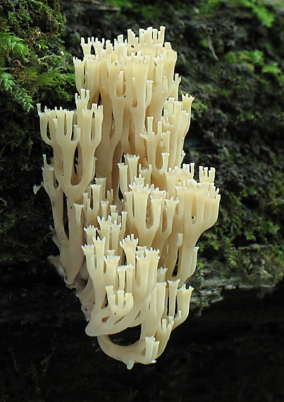 korunovec svietnikovitý Artomyces pyxidatus (Pers.) Jülich