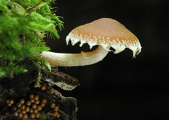 kapucňovec Arrheniov Conocybe arrhenii (Fr.) Kits Wav.