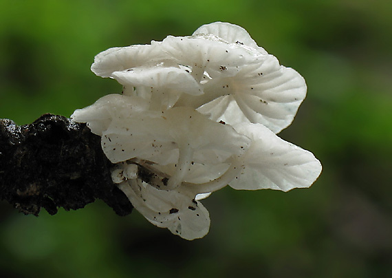 tancuľka biela Marasmiellus candidus (Bolton) Singer