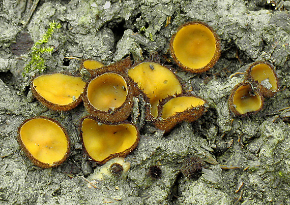 humária oranžová  Humaria aurantia (Clem.) Häffner, Benkert & Krisai