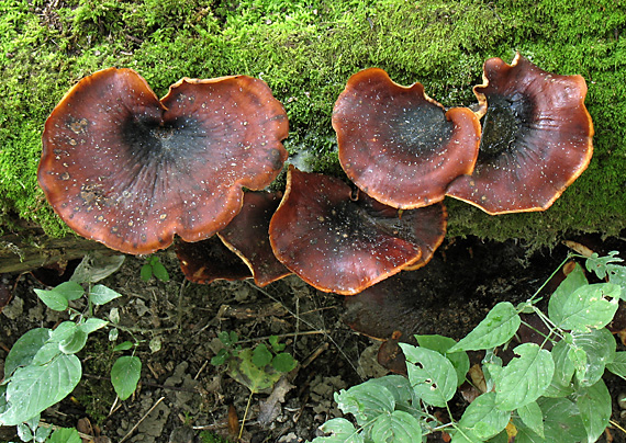 trúdnik tmavohlúbikový Royoporus badius (Pers.) A.B. De